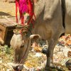 05 Holy Cow / Vache Sacrée